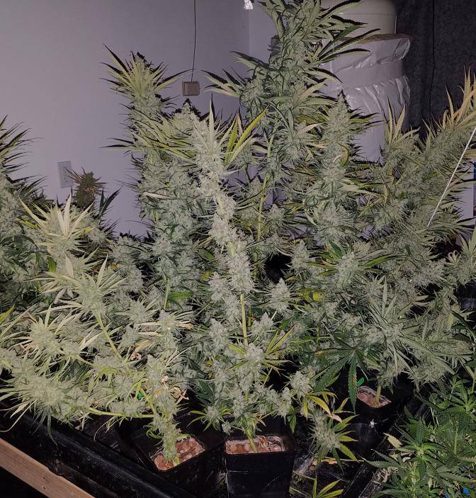 Blue Dream