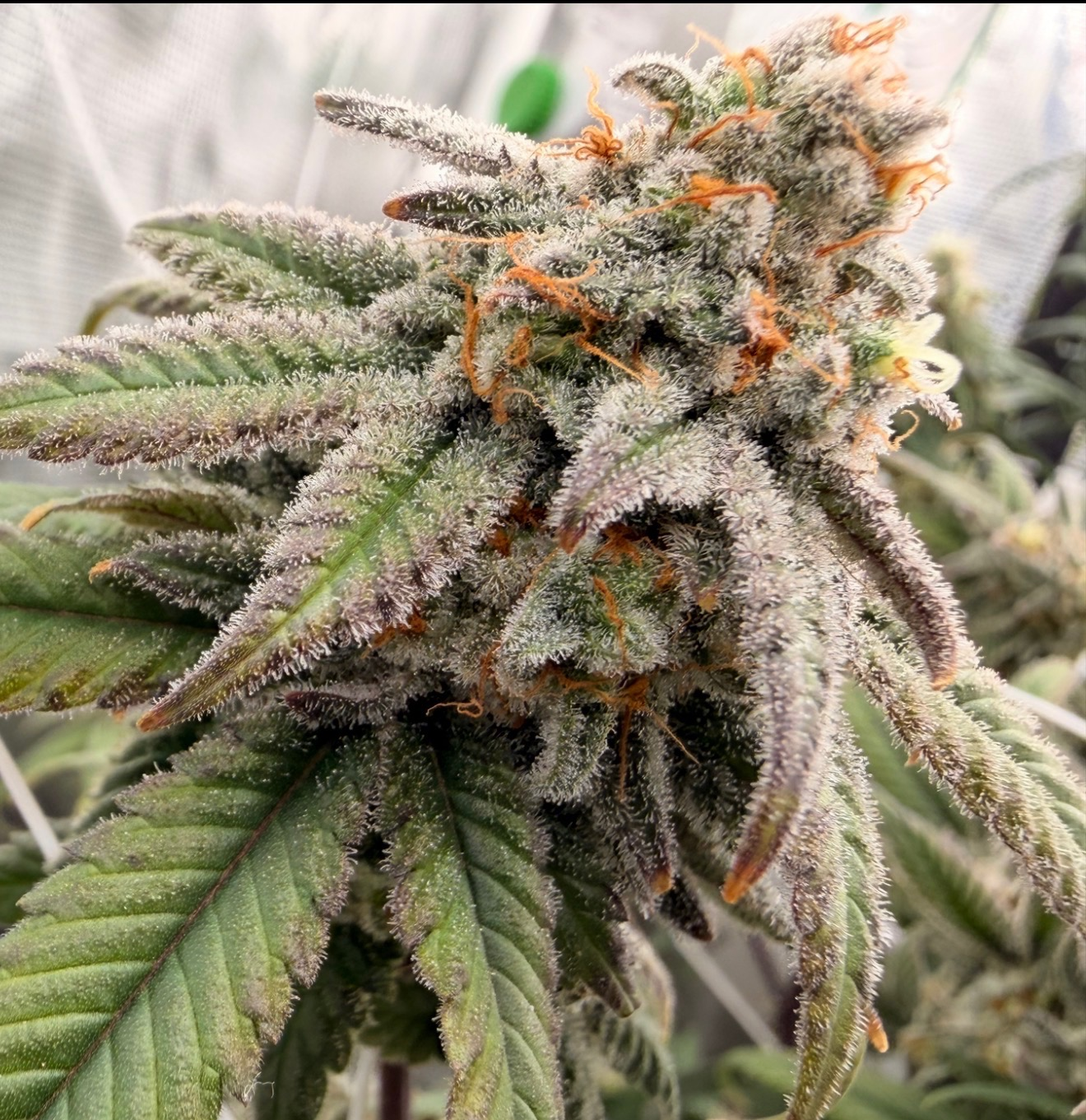 Giraffe Puzzy cannabis clone