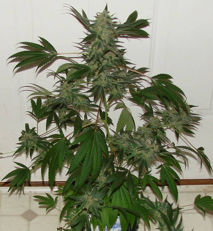 Green Crack