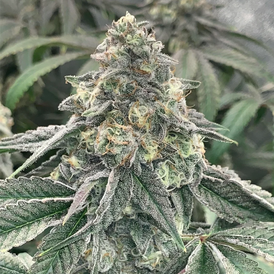 Gush Mints cannabis clone