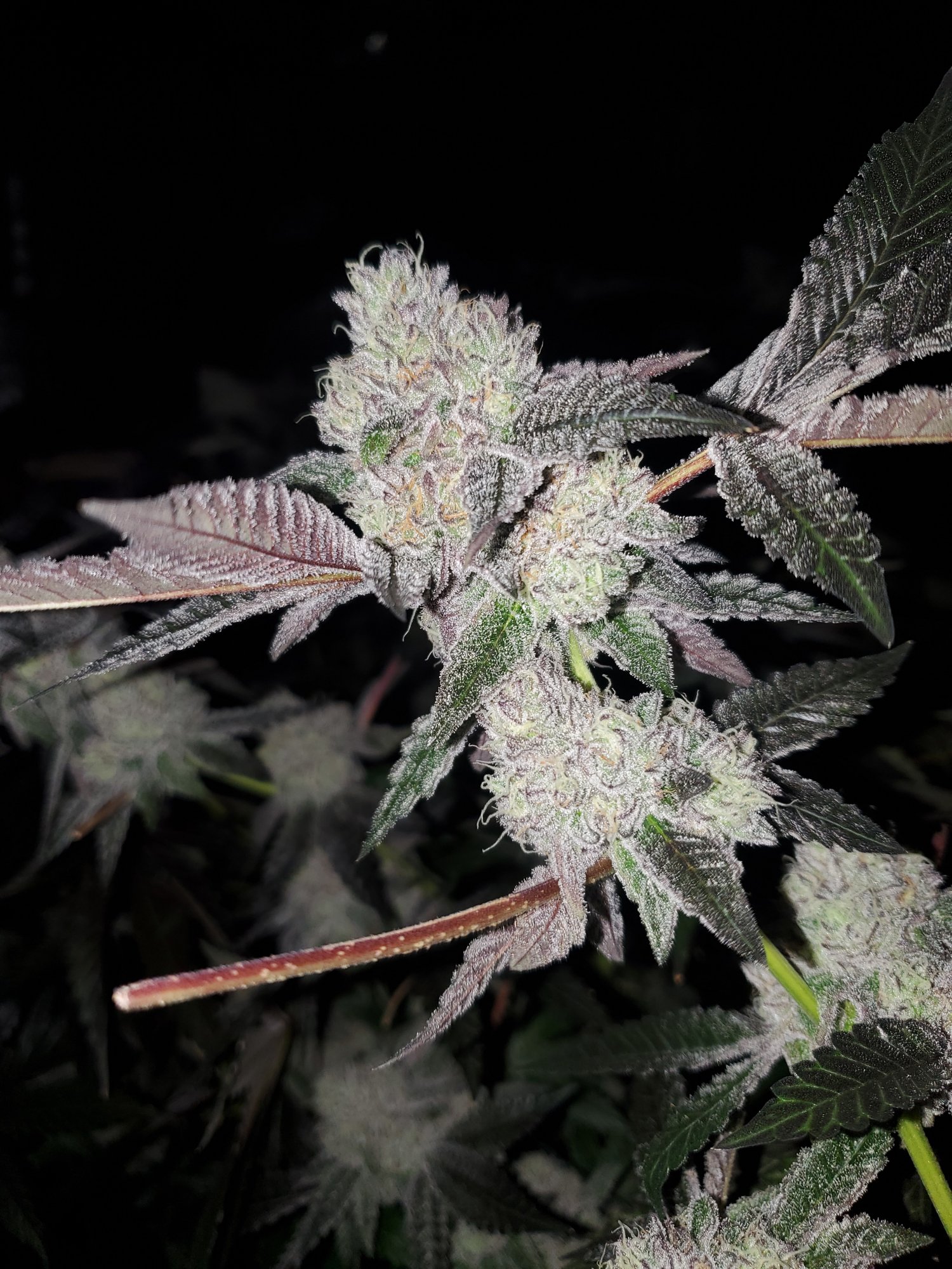 Ice Cream Junky cannabis clone