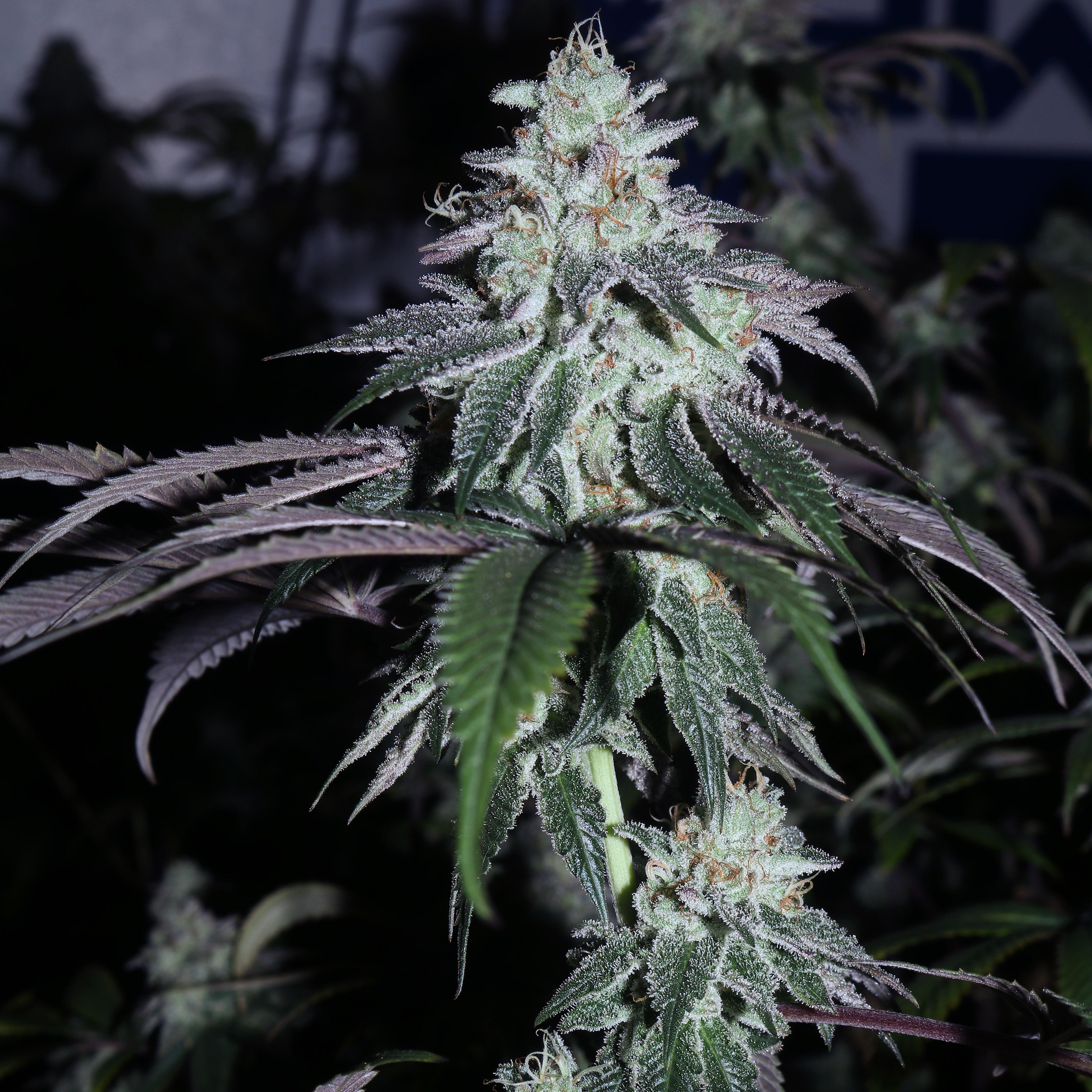 Jet Fuel Gelato