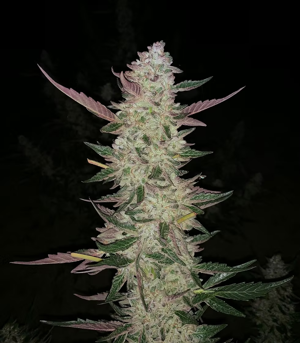 Key Lime Jack