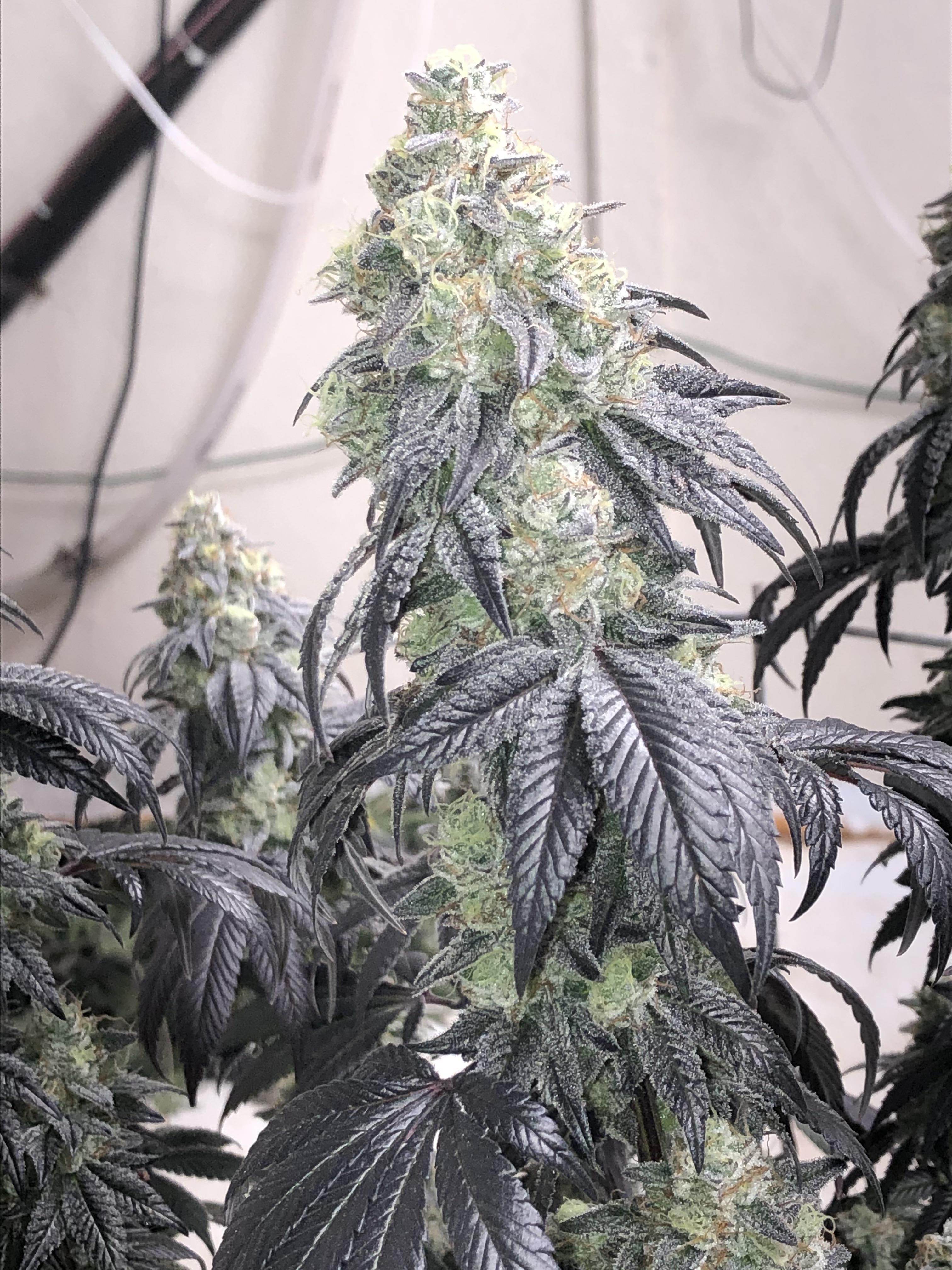 Kush Mints cannabis clone