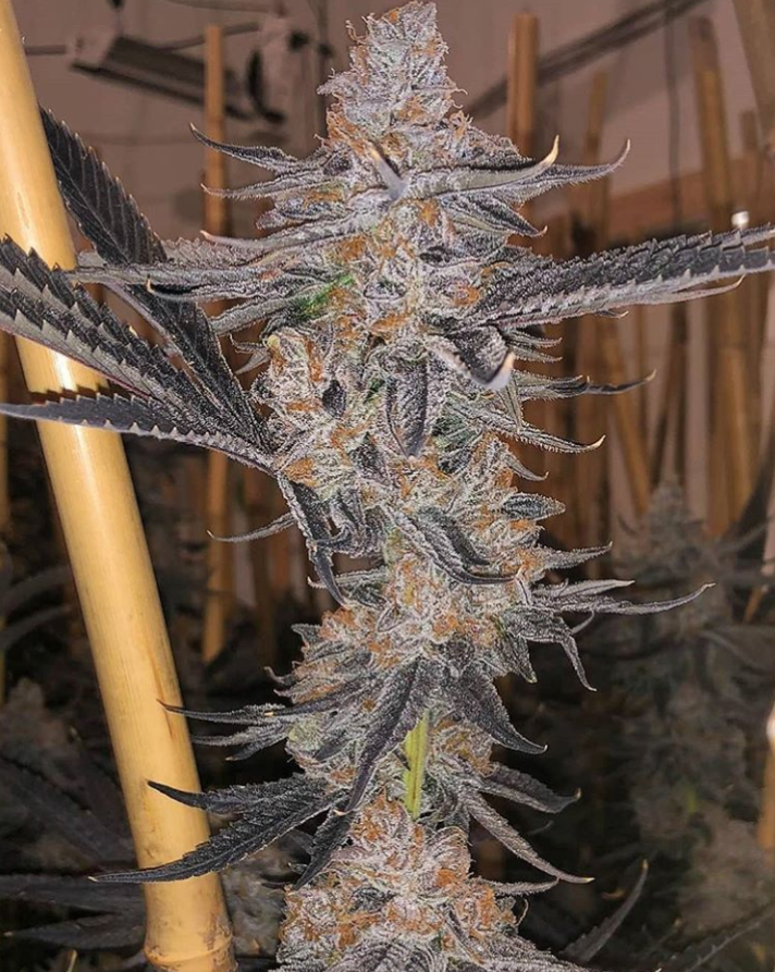 OZ Kush cannabis clone