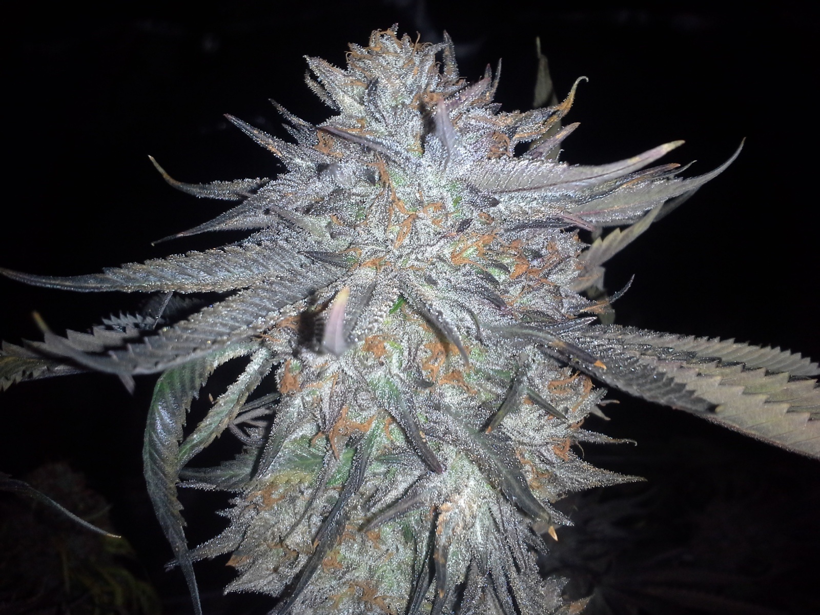 Peach Panther cannabis clone