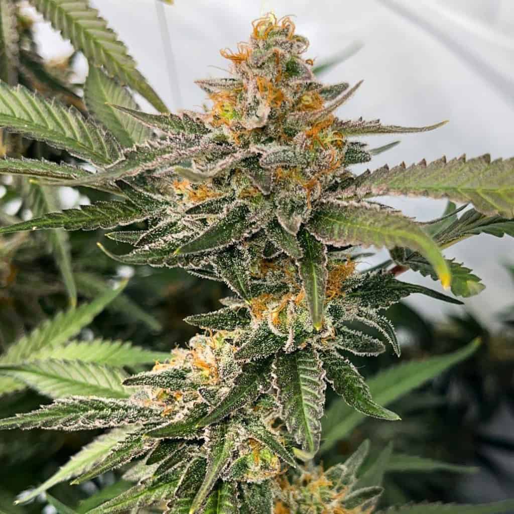 Rainbow Belts cannabis clone