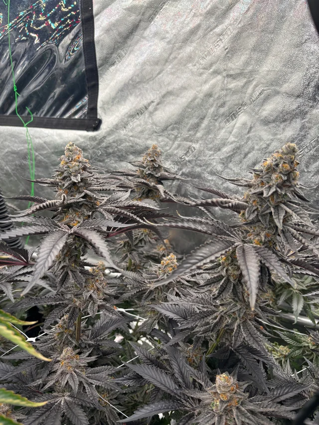 Richmond Runtz cannabis clone