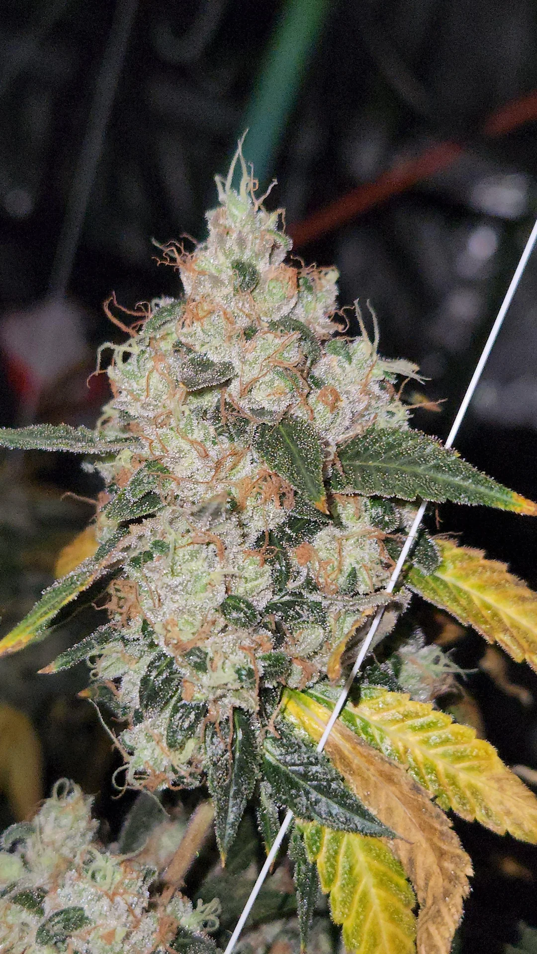 Sour Diesel cannabis clone
