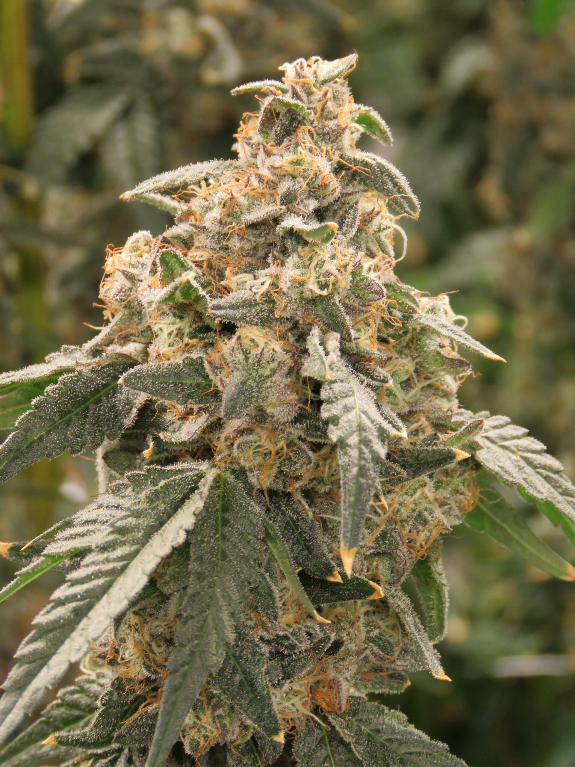 The Soap cannabis clone