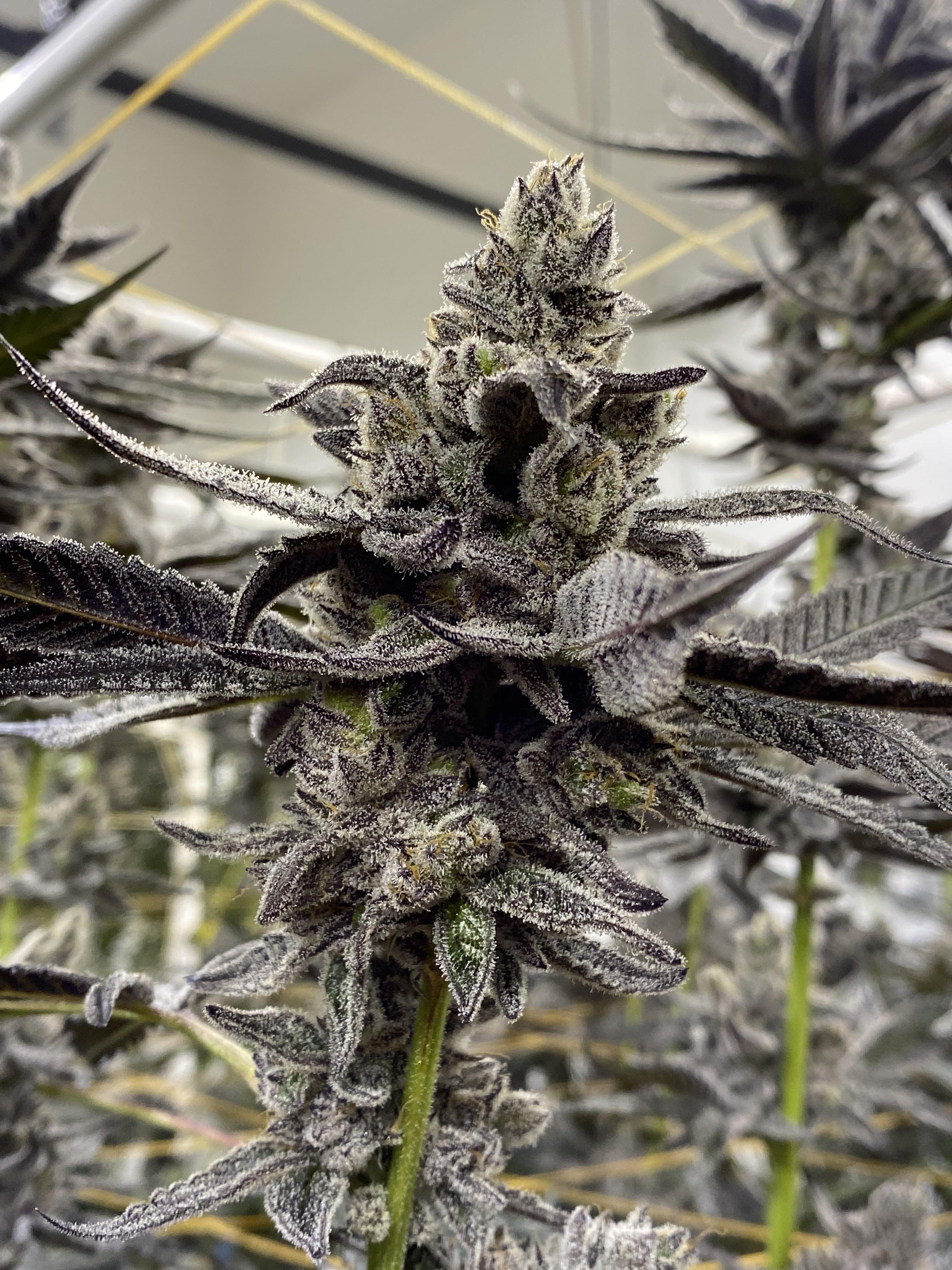 White Truffle cannabis clone
