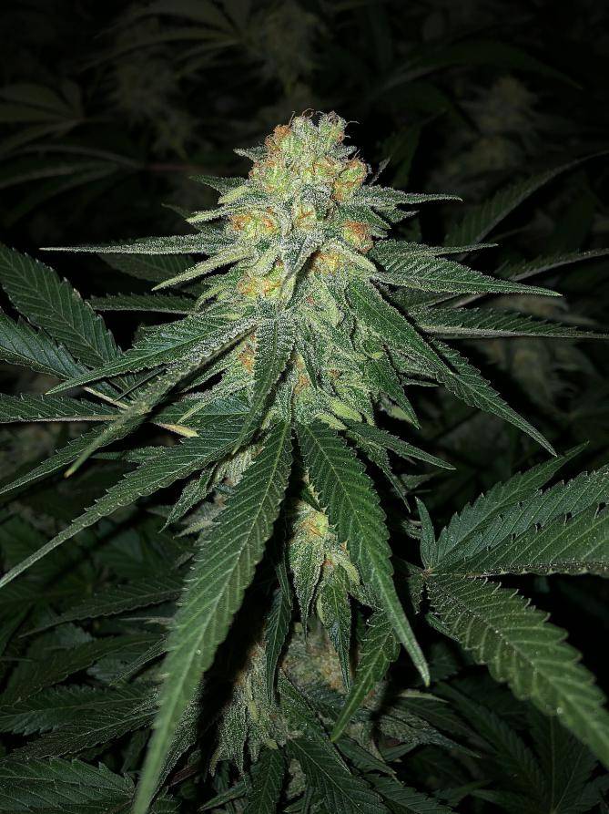 Zkittlez